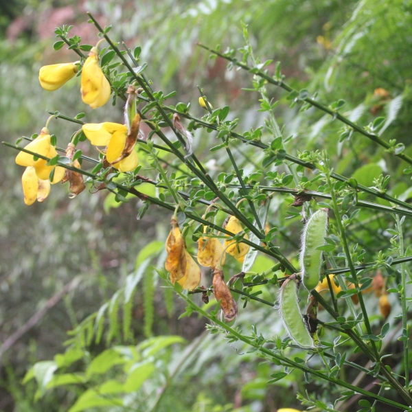 Pflanzenbild gross Besenginster - Cytisus scoparius