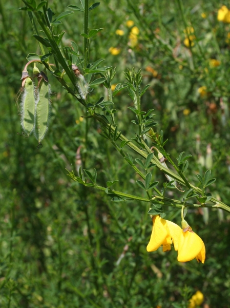 Pflanzenbild gross Besenginster - Cytisus scoparius