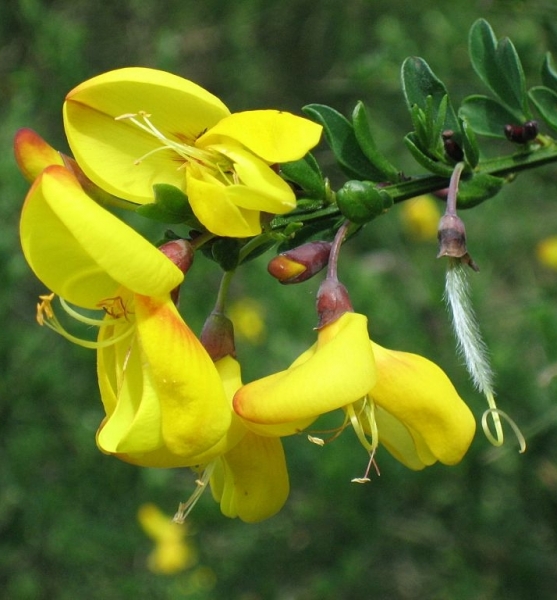 Pflanzenbild gross Besenginster - Cytisus scoparius