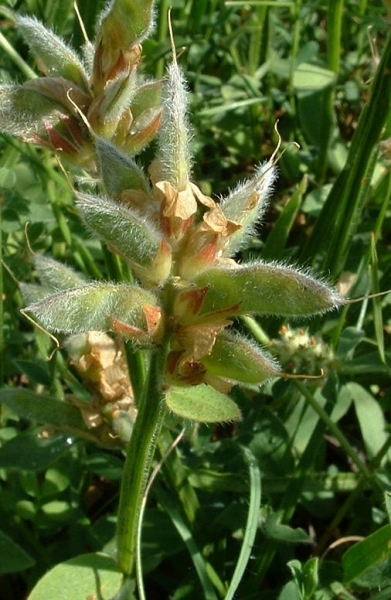Pflanzenbild gross Flügel-Ginster - Genista sagittalis