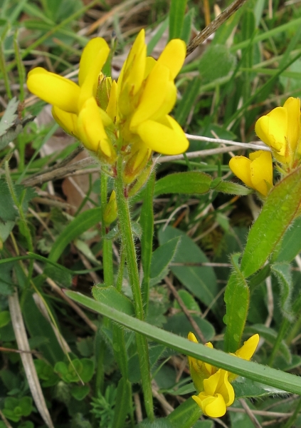 Pflanzenbild gross Flügel-Ginster - Genista sagittalis