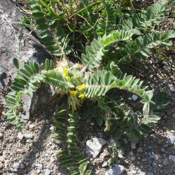 Pflanzenbild gross Stängelloser Tragant - Astragalus exscapus
