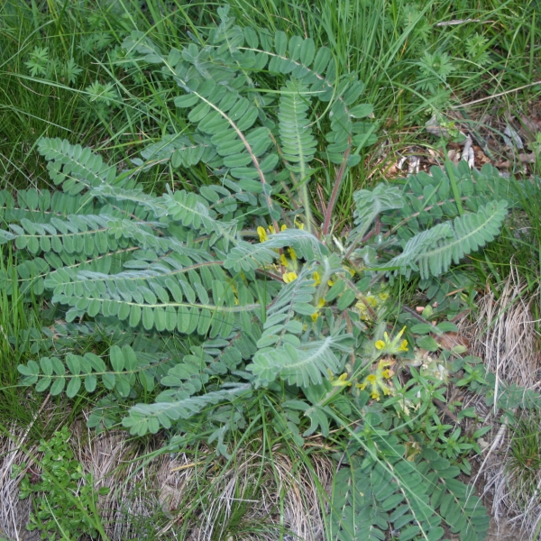 Pflanzenbild gross Stängelloser Tragant - Astragalus exscapus