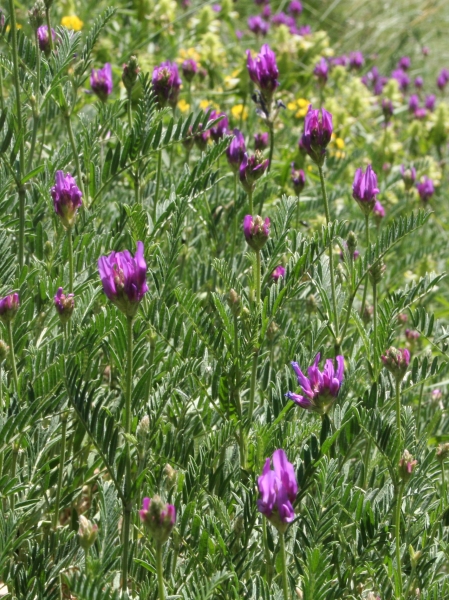 Pflanzenbild gross Esparsetten-Tragant - Astragalus onobrychis