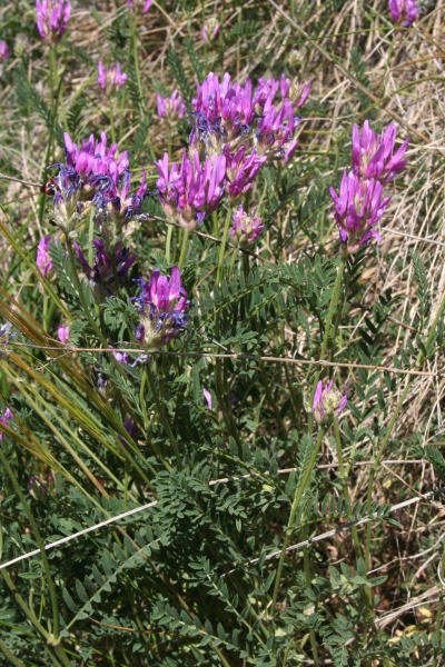 Pflanzenbild gross Esparsetten-Tragant - Astragalus onobrychis