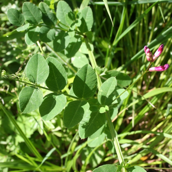 Pflanzenbild gross Hecken-Wicke - Vicia dumetorum