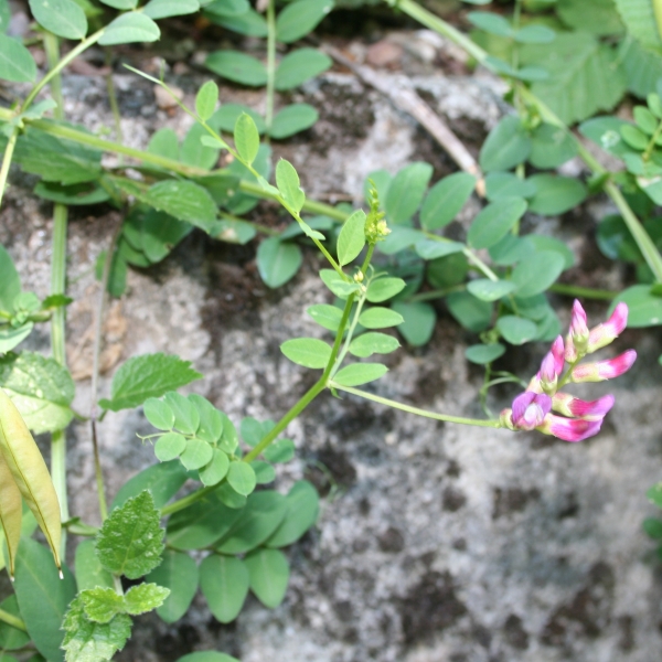 Pflanzenbild gross Hecken-Wicke - Vicia dumetorum