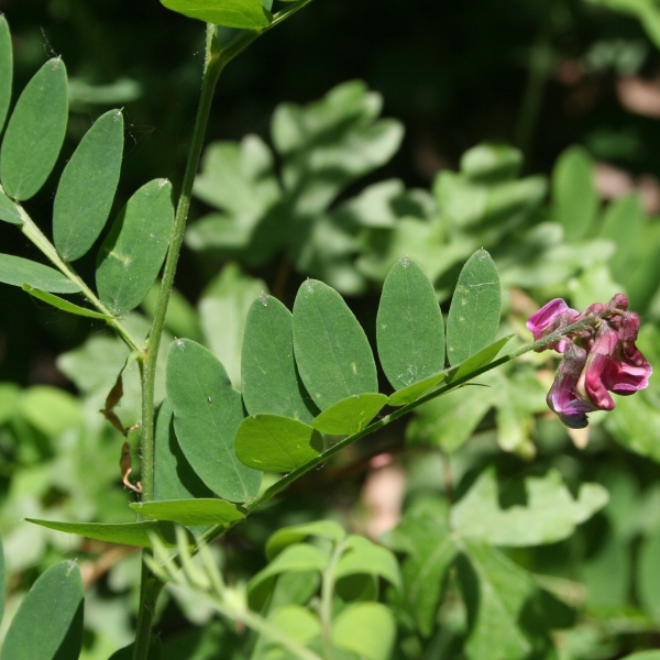 Pflanzenbild gross Schwarze Platterbse - Lathyrus niger