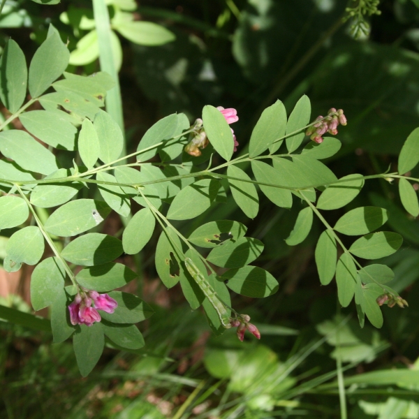 Pflanzenbild gross Schwarze Platterbse - Lathyrus niger