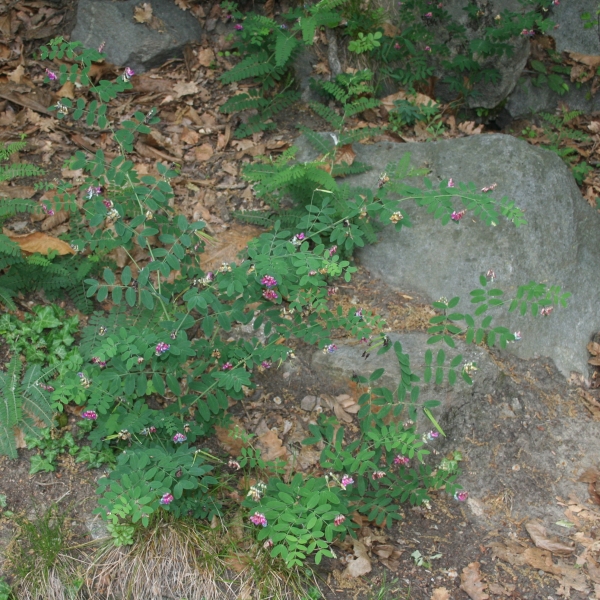 Pflanzenbild gross Schwarze Platterbse - Lathyrus niger
