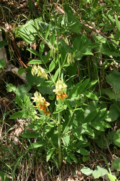 Pflanzenbild gross Gelbe Berg-Platterbse - Lathyrus occidentalis