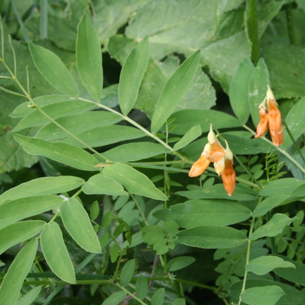 Pflanzenbild gross Gelbe Berg-Platterbse - Lathyrus occidentalis