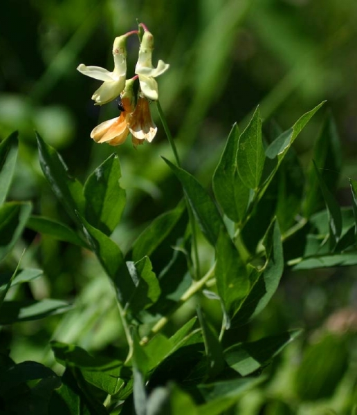 Pflanzenbild gross Gelbe Berg-Platterbse - Lathyrus occidentalis