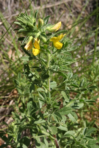Pflanzenbild gross Gelbe Hauhechel - Ononis natrix