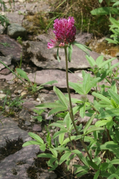 Pflanzenbild gross Hügel-Klee - Trifolium alpestre