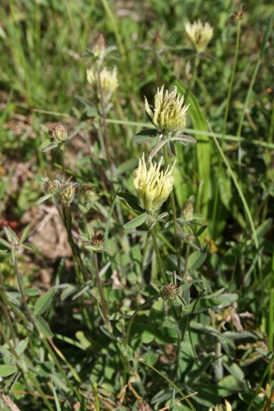 Pflanzenbild gross Gelblicher Klee - Trifolium ochroleucon