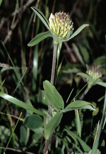 Pflanzenbild gross Gelblicher Klee - Trifolium ochroleucon