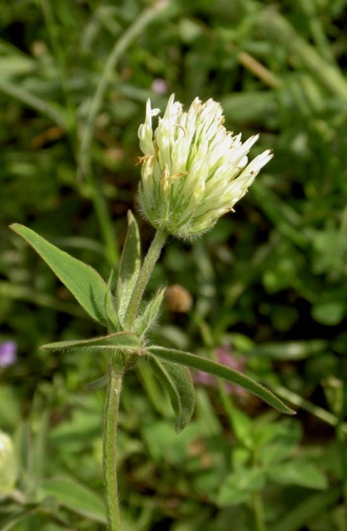 Pflanzenbild gross Gelblicher Klee - Trifolium ochroleucon