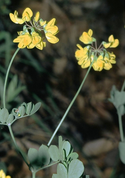 Pflanzenbild gross Berg-Kronwicke - Coronilla coronata
