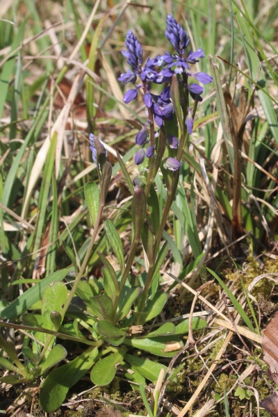 Pflanzenbild gross Sumpf-Kreuzblume - Polygala amarella
