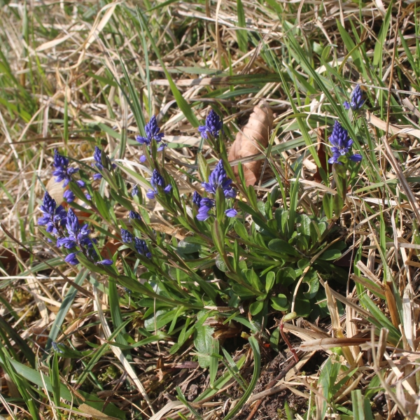 Pflanzenbild gross Sumpf-Kreuzblume - Polygala amarella
