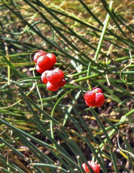 Pflanzenbild gross Schweizer Meerträubchen - Ephedra helvetica