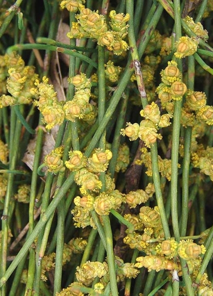 Pflanzenbild gross Schweizer Meerträubchen - Ephedra helvetica