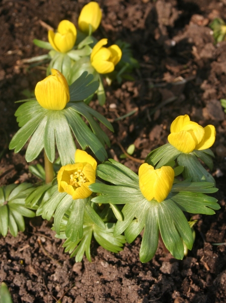 Pflanzenbild gross Winterling - Eranthis hyemalis