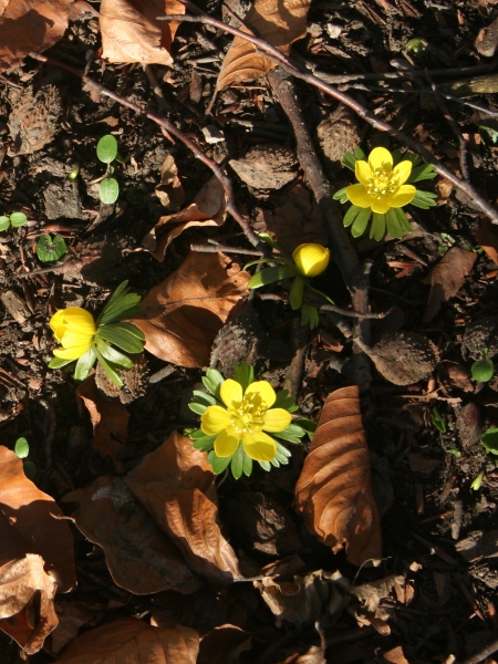 Pflanzenbild gross Winterling - Eranthis hyemalis