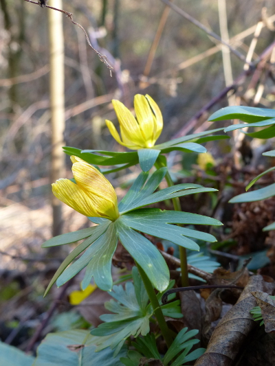 Pflanzenbild gross Winterling - Eranthis hyemalis