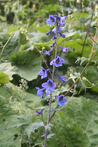 Pflanzenbild gross Hoher Rittersporn - Delphinium elatum