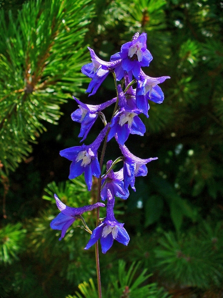 Pflanzenbild gross Hoher Rittersporn - Delphinium elatum