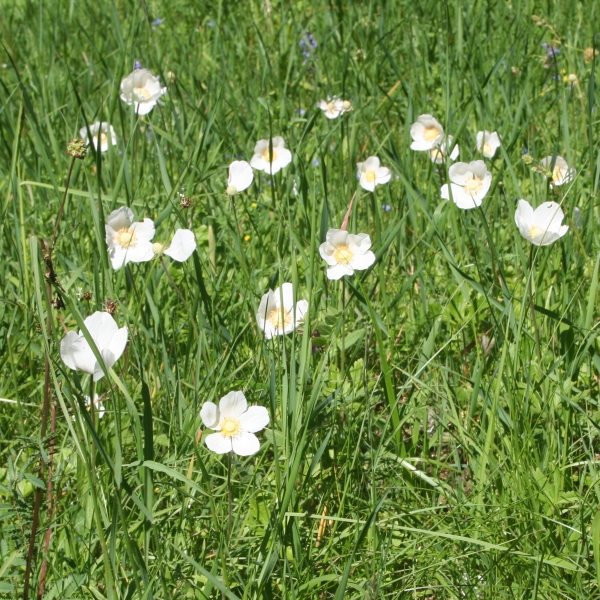 Pflanzenbild gross Hügel-Windröschen - Anemone sylvestris