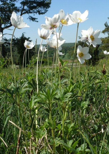 Pflanzenbild gross Hügel-Windröschen - Anemone sylvestris