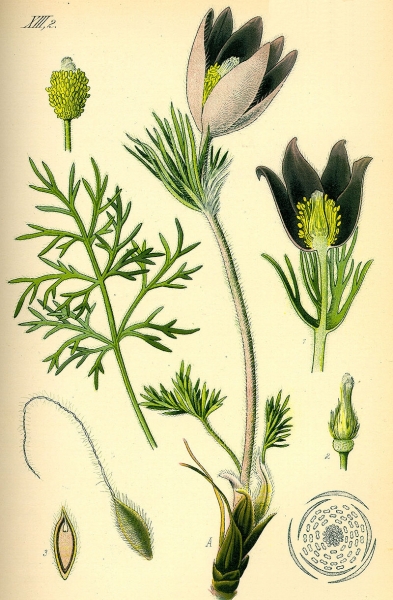 Pflanzenbild gross Gemeine Kuhschelle - Pulsatilla vulgaris