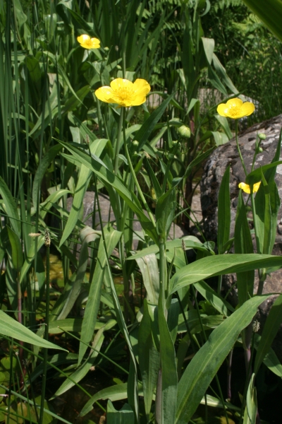 Pflanzenbild gross Grosser Sumpf-Hahnenfuss - Ranunculus lingua