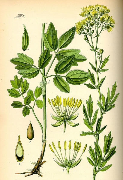 Pflanzenbild gross Gelbe Wiesenraute - Thalictrum flavum