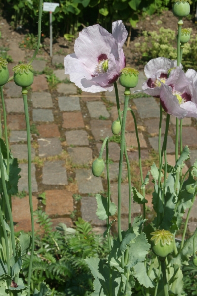 Pflanzenbild gross Schlaf-Mohn - Papaver somniferum