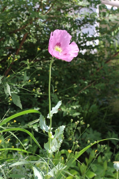 Pflanzenbild gross Schlaf-Mohn - Papaver somniferum