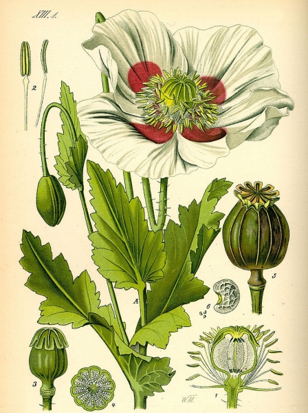 Pflanzenbild gross Schlaf-Mohn - Papaver somniferum