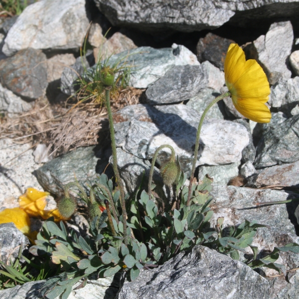Pflanzenbild gross Rätischer Alpen-Mohn - Papaver aurantiacum