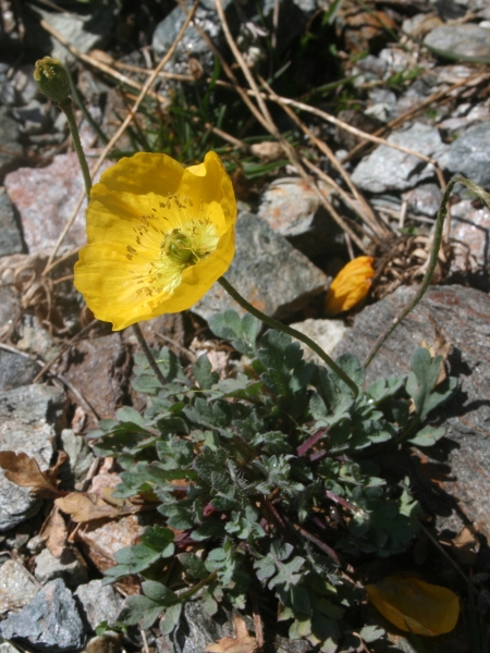 Pflanzenbild gross Rätischer Alpen-Mohn - Papaver aurantiacum