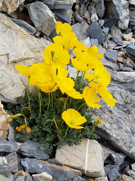 Pflanzenbild gross Rätischer Alpen-Mohn - Papaver aurantiacum