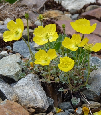 Pflanzenbild gross Rätischer Alpen-Mohn - Papaver aurantiacum