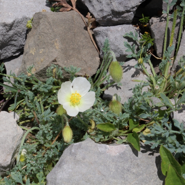 Pflanzenbild gross Sendtners Alpen-Mohn - Papaver sendtneri