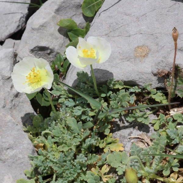 Pflanzenbild gross Sendtners Alpen-Mohn - Papaver sendtneri