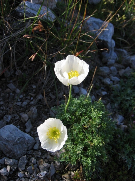 Pflanzenbild gross Sendtners Alpen-Mohn - Papaver sendtneri