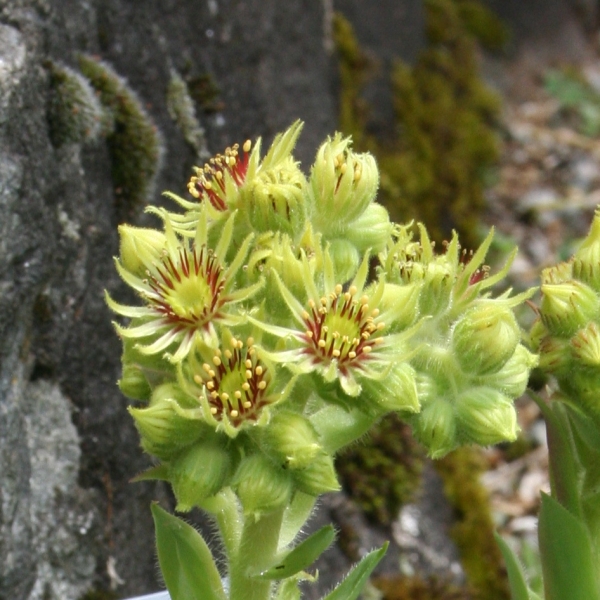 Pflanzenbild gross Wulfens Hauswurz - Sempervivum wulfenii