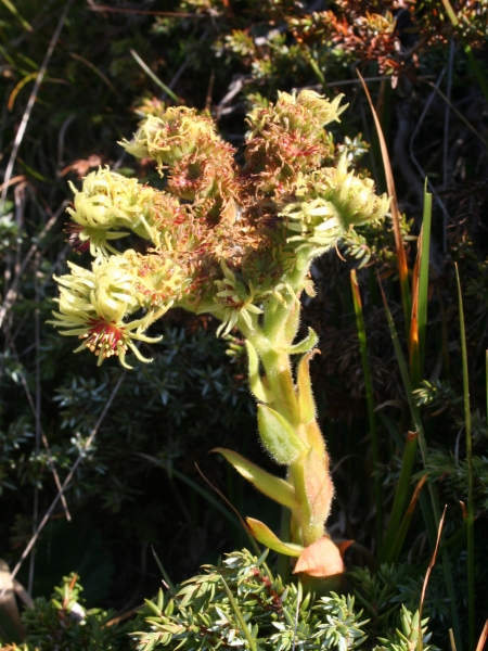 Pflanzenbild gross Wulfens Hauswurz - Sempervivum wulfenii