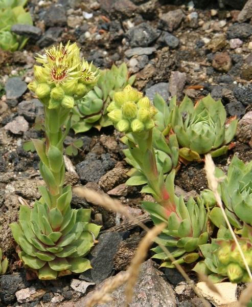 Pflanzenbild gross Wulfens Hauswurz - Sempervivum wulfenii